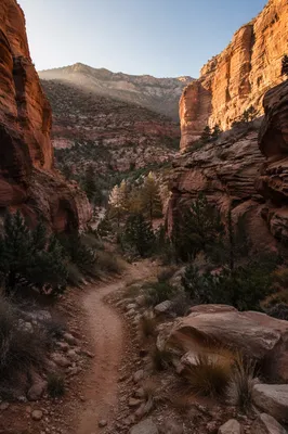 Evergreen Desert Path Through Sandstone Canyon
