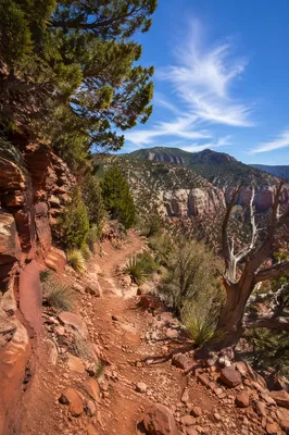 Desert Canyon Path Framed by Evergreens