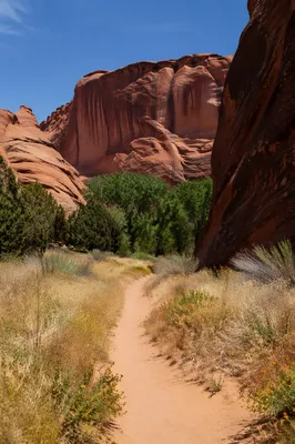 Desert Path Through Red Canyon Evergreens