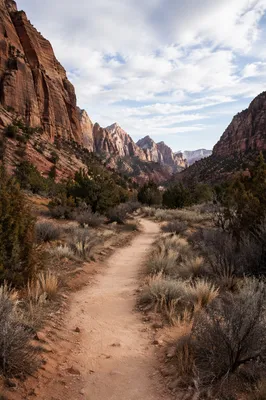 Evergreen Desert Path Through Quiet Canyon