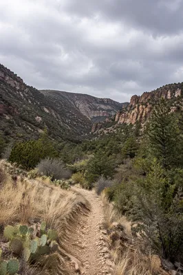 Moody Desert Canyon Path with Evergreens