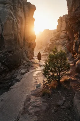 Evergreen Hope on a Desert Canyon Path