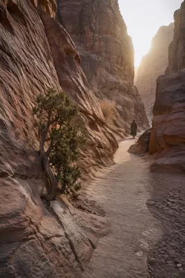 Evergreen Juniper Along a Desert Canyon Path
