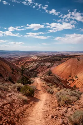 Winding Desert Canyon Path with Evergreen Shrubs