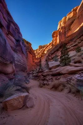 Winding Desert Canyon Path with Juniper