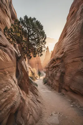 Evergreen Hope Along a Desert Canyon Path