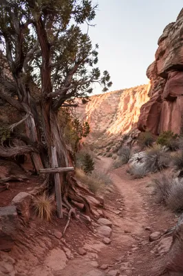 Evergreen Juniper on Desert Canyon Path