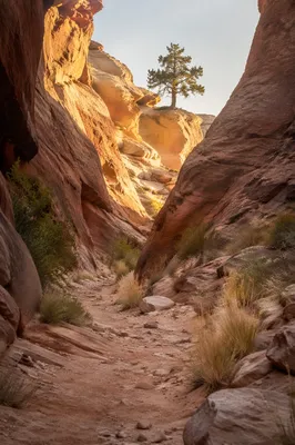 Desert Canyon Path to Evergreen Hope