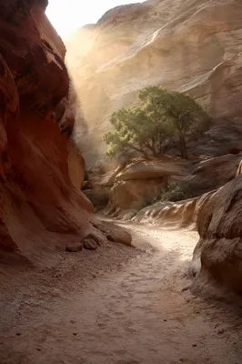 Desert Canyon Path With Evergreen Junipers