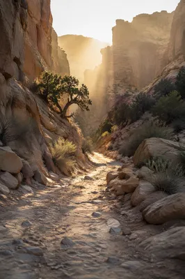 Evergreen Junipers Along a Desert Canyon Path