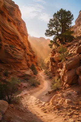 Evergreen Junipers Along Desert Canyon Path