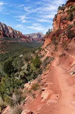 Winding Desert Canyon Trail with Evergreens