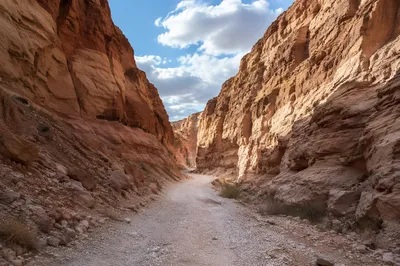Winding Desert Canyon Path in Morning Light