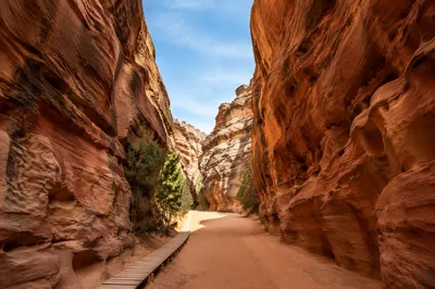 Desert Canyon Path with Evergreen Shrubs
