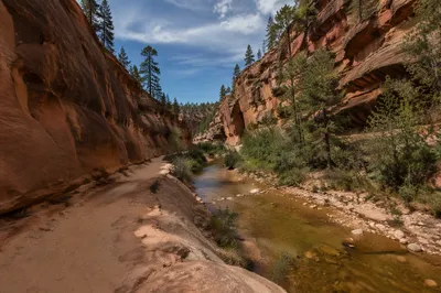 Winding Desert Canyon Path with Evergreens