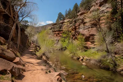 Desert Canyon Path with Evergreen Junipers