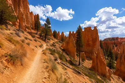 Evergreen Canyon Desert Trail Under Blue Sky