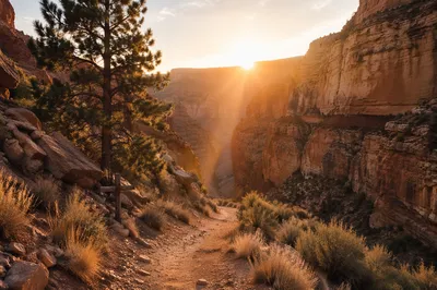 Evergreen Hope on Desert Canyon Path