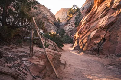 Evergreen Junipers Along Desert Canyon Path