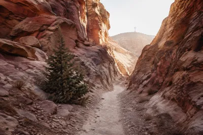 Evergreen Hope Along a Desert Canyon Path