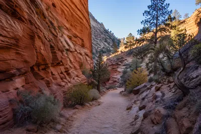 Evergreen Desert Path Through Red Canyon