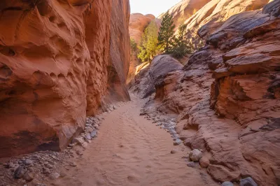 Evergreen Junipers Along Desert Canyon Path