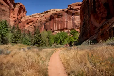 Desert Path Through Evergreen Canyon
