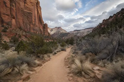 Desert Canyon Path with Evergreen Shrubs