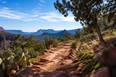 Winding Desert Canyon Path with Evergreens
