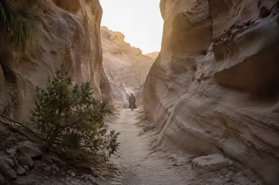 Evergreen Hope Along a Desert Canyon Path