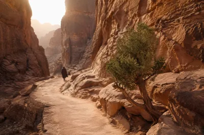 Evergreen Juniper Along Desert Canyon Path