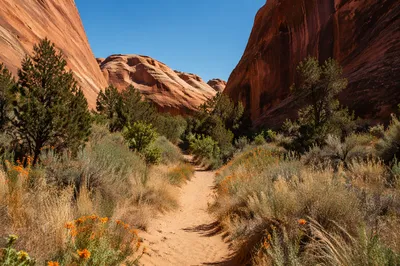 Evergreen Canyon Path Through Desert Oasis