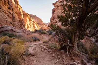 Evergreen Juniper Beside Desert Canyon Path