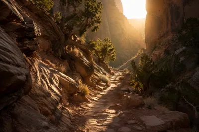 Desert Canyon Path with Evergreen Junipers
