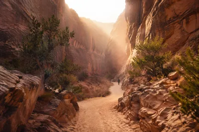 Desert Canyon Path with Evergreen Hope