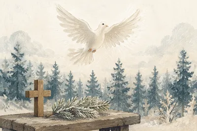 White Dove Above Winter Evergreen Pines