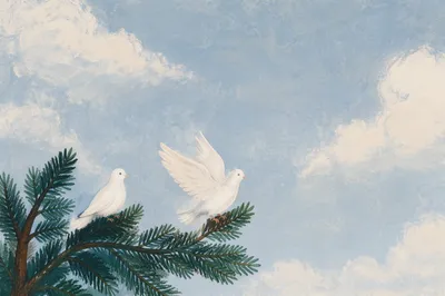 White Doves Resting in Evergreen Branches