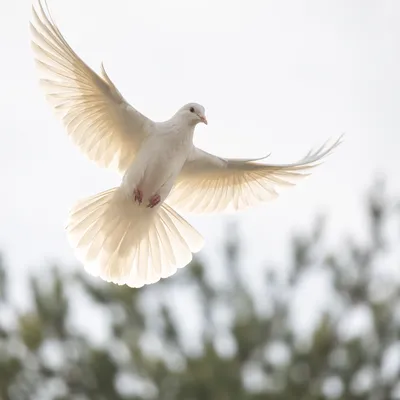 White Dove Soaring Through Luminous Sky