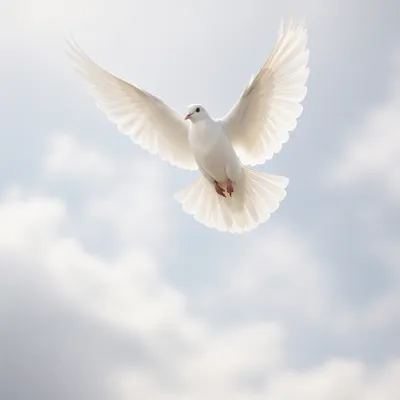 White Dove Flying Through Luminous Sky