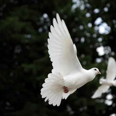 White Dove in Evergreen Light
