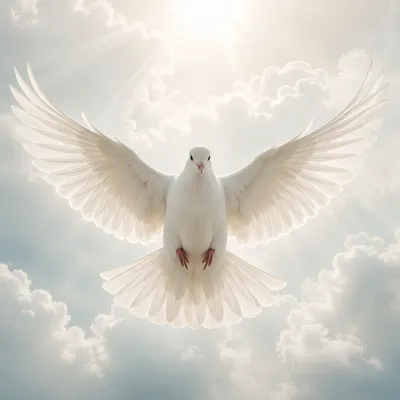 White Dove in Serene Clouded Sky