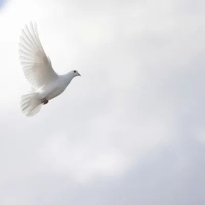 White Dove in Peaceful Gray Sky