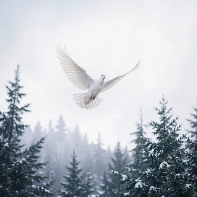 White Dove Above Snowy Evergreen Forest