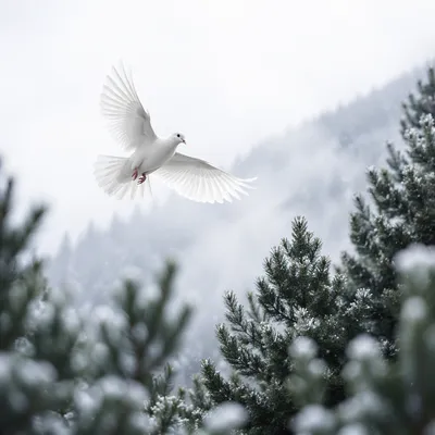 White Dove Above Evergreen Pines