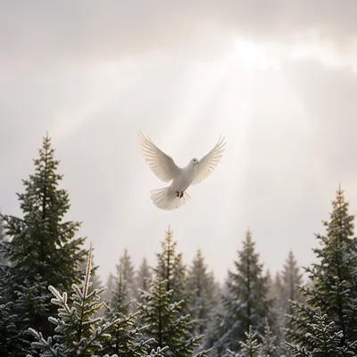 White Dove Over Frosted Evergreen Forest