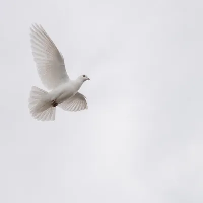 White Dove Flying Through Peaceful Sky