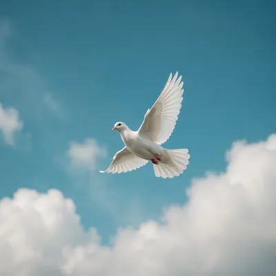 White Dove Flying in Serene Sky