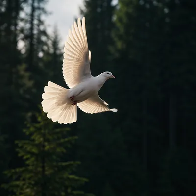 White Dove Over Evergreen Forest