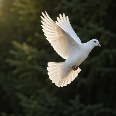 White Dove Gliding Through Evergreen Light