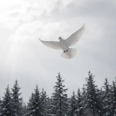 White Dove Above Evergreen Forest